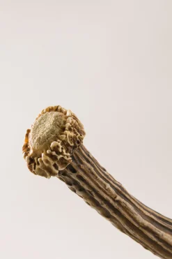 Roe deer antler Bottle opener