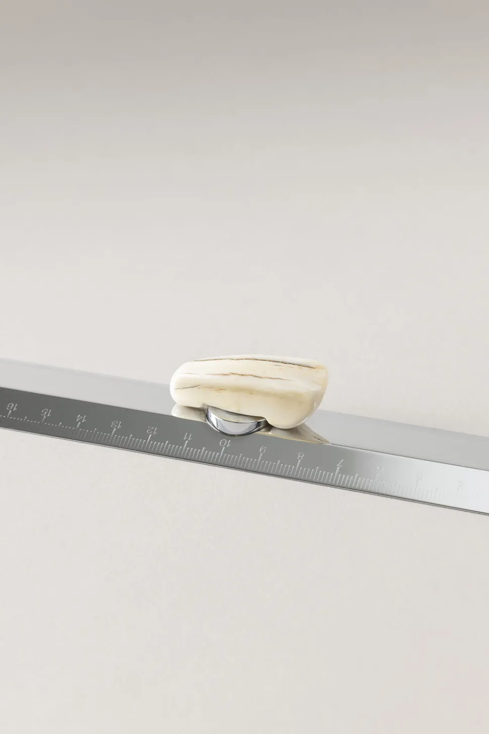 Warthog Ruler